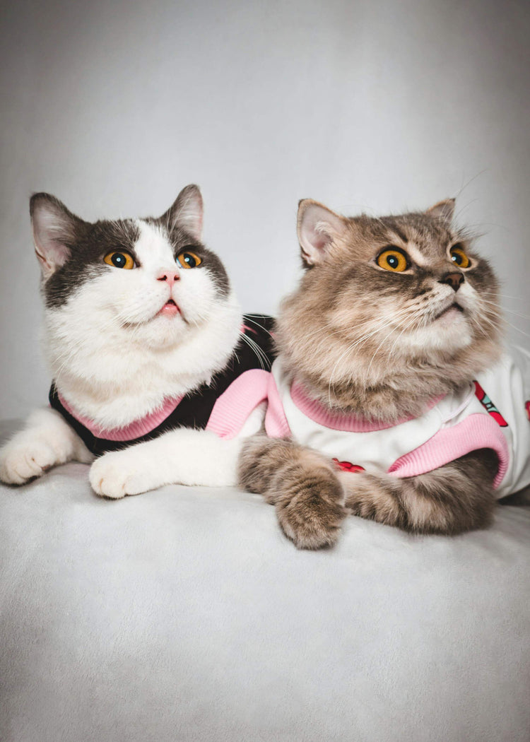 Cat's Apparel